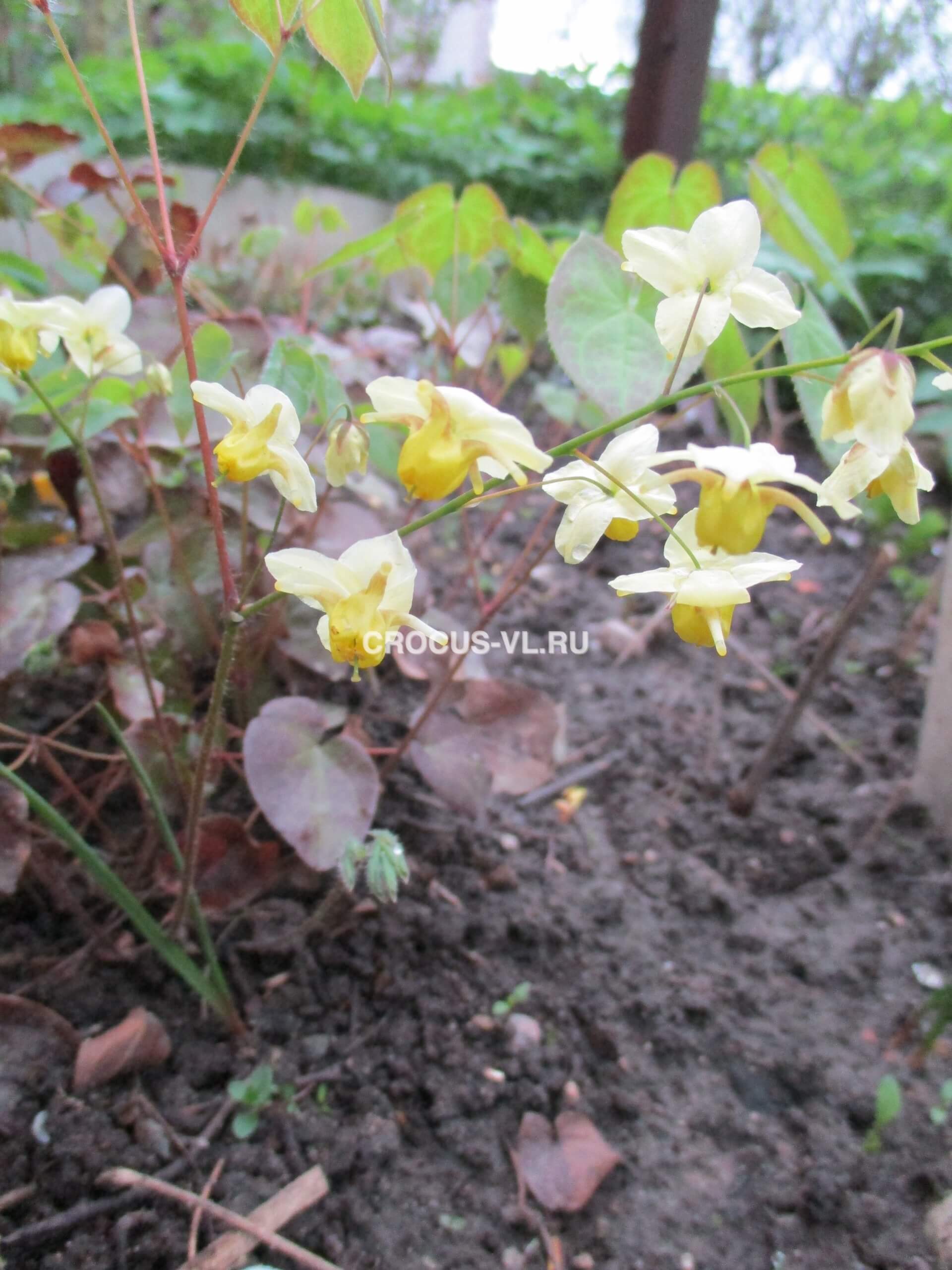 Горянка разноцветная «Sulphureum»